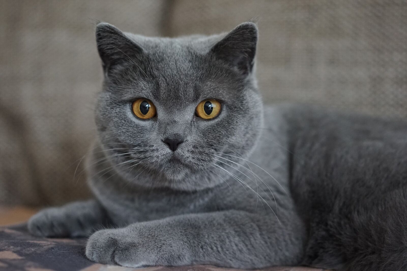 Sony a7R sample photo. Grey, domestic cat, mieze photography