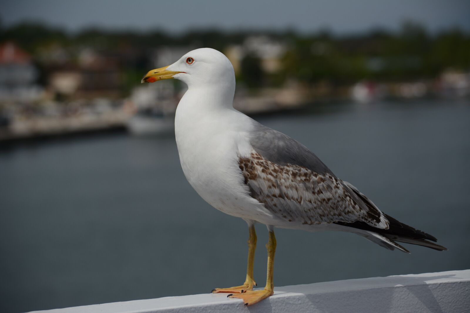 Nikon D7100 sample photo. Seagull, gull, bird photography