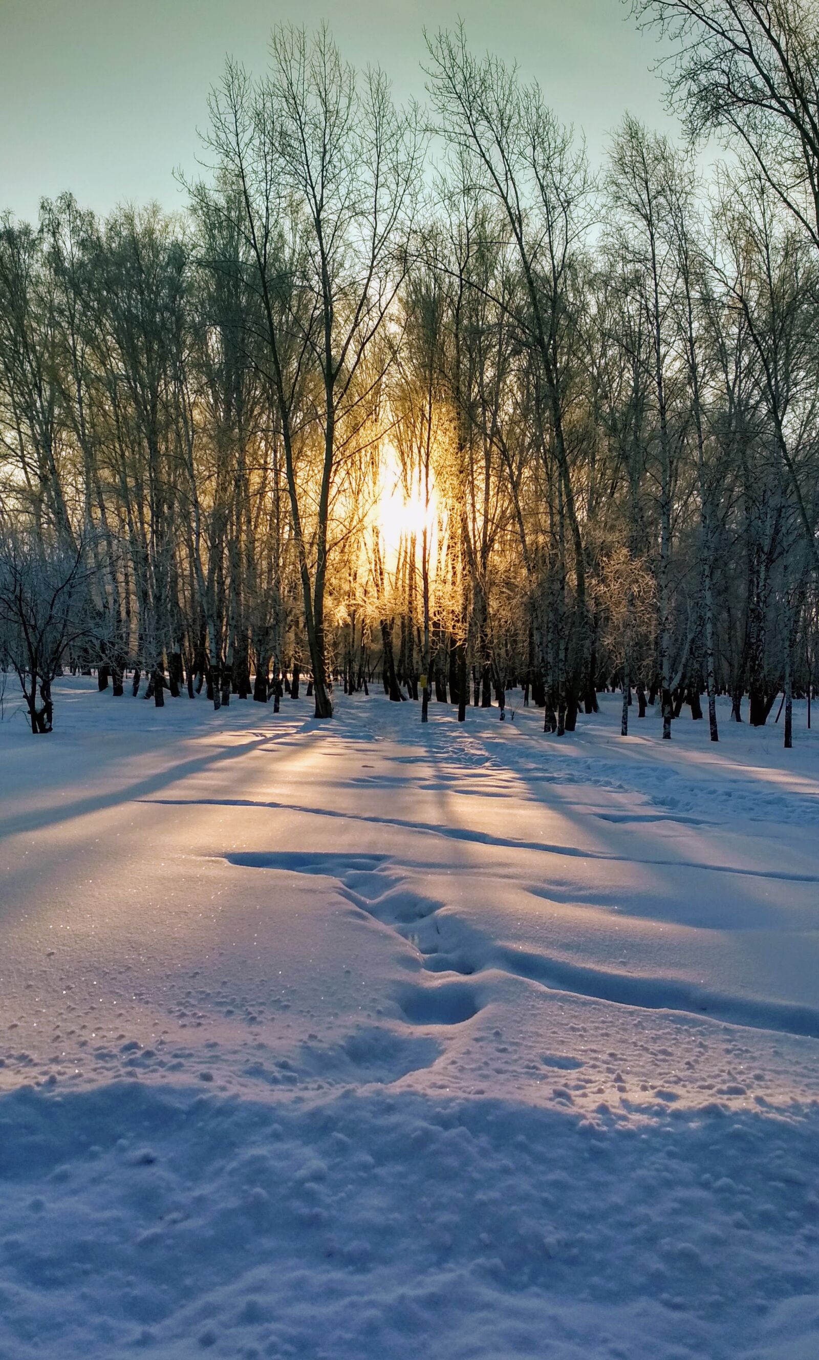 Xiaomi Redmi 4X sample photo. Sun, nature, forest photography