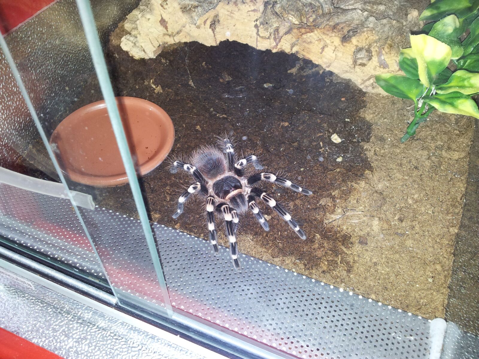 Samsung Galaxy S2 sample photo. Tarantula, spider, brown photography
