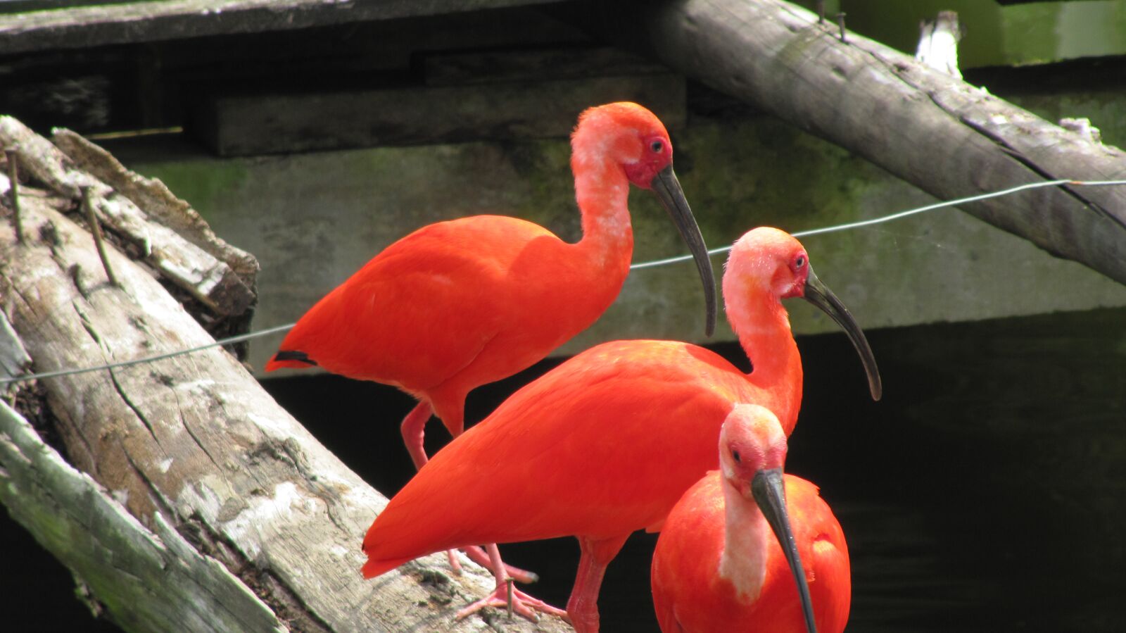 Canon PowerShot SX200 IS sample photo. Flamingo, bird, animal photography