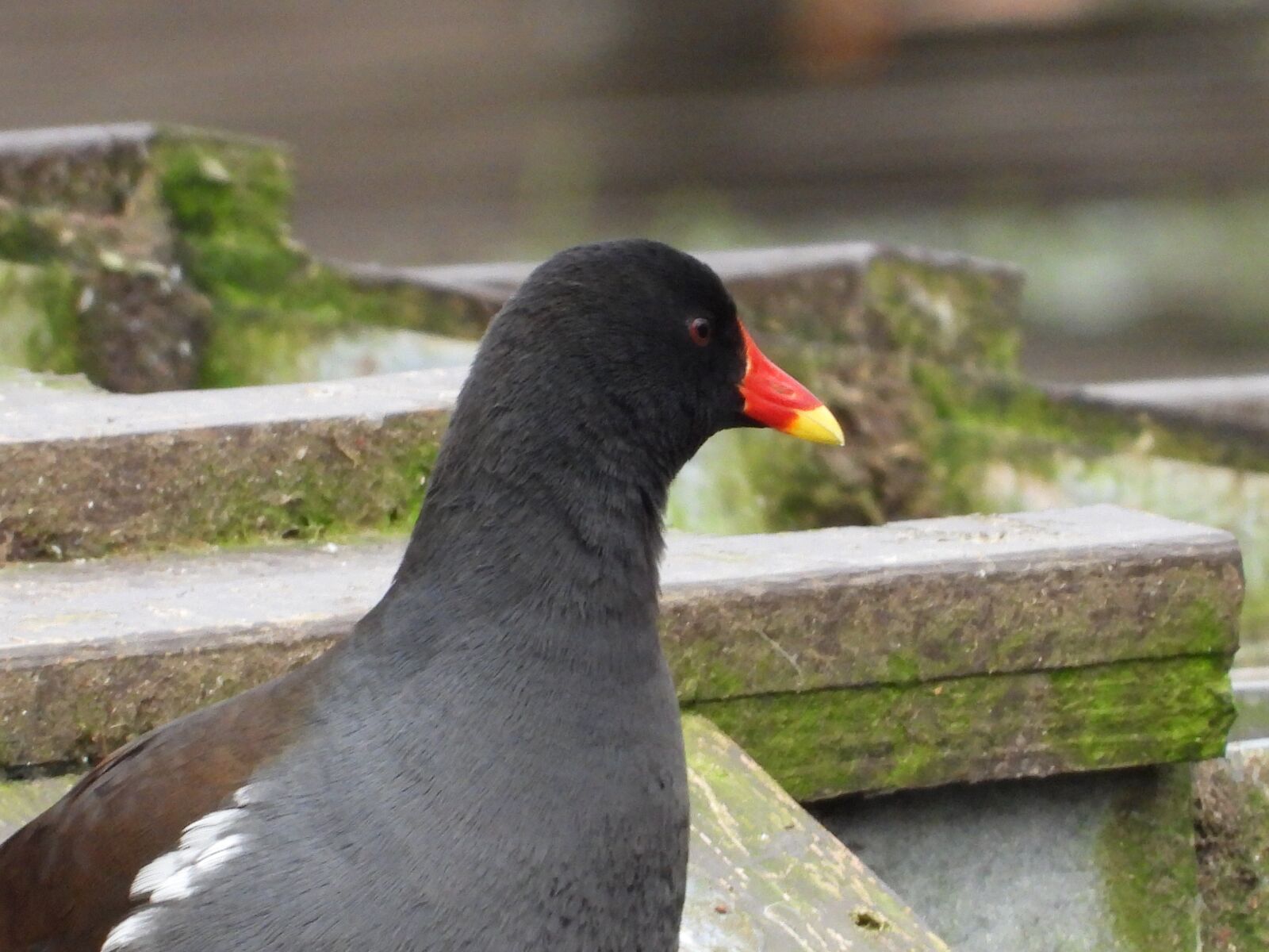 Nikon Coolpix P1000 sample photo. Bird, wild, head photography