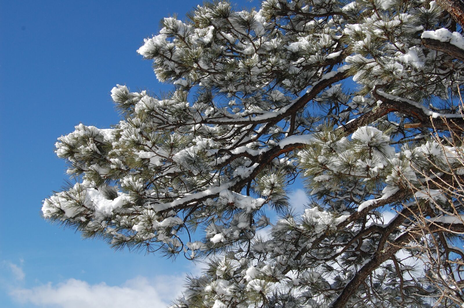 Nikon D40 sample photo. Snow, tree, nature photography