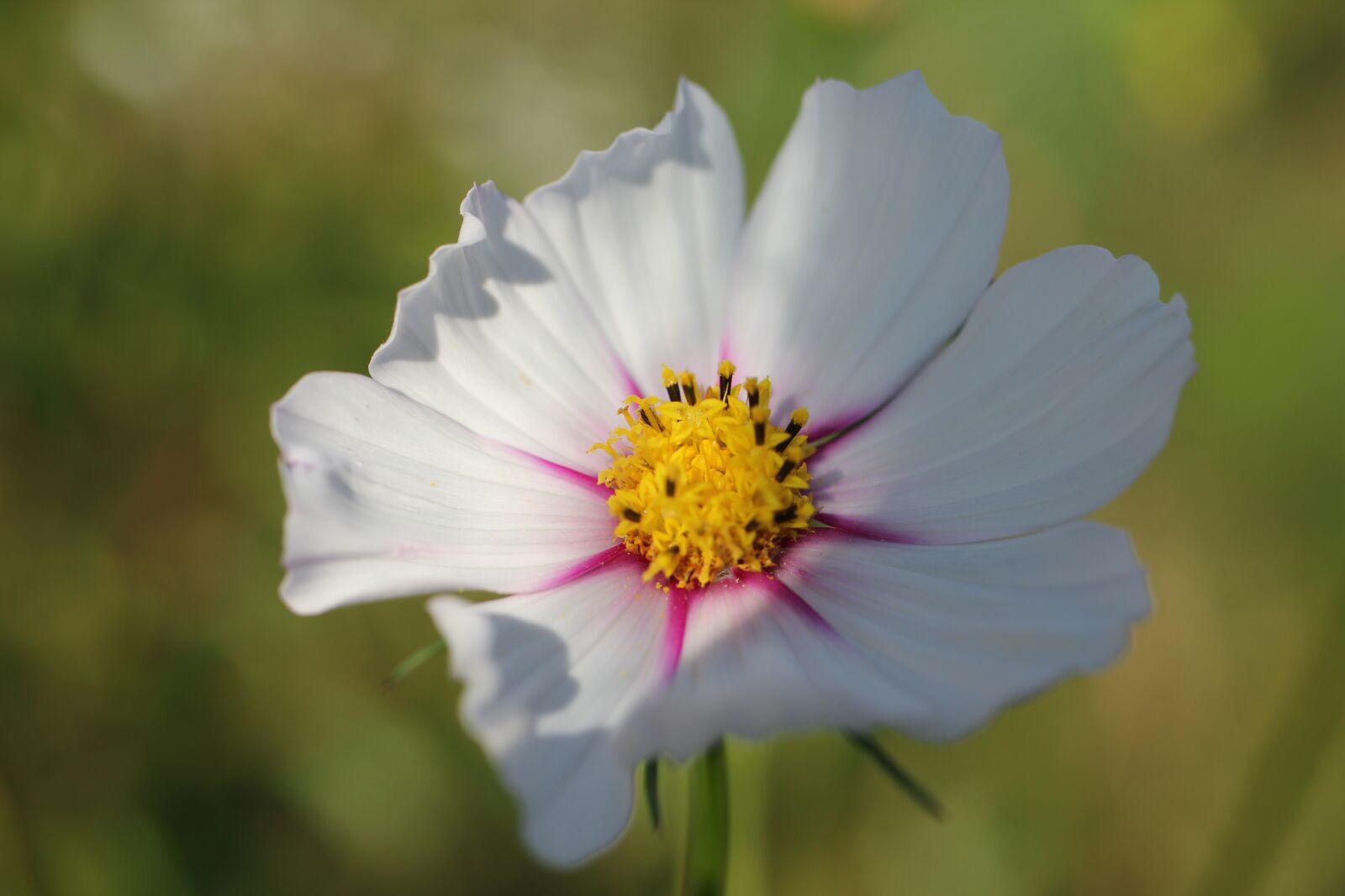 Canon EOS 550D (EOS Rebel T2i / EOS Kiss X4) sample photo. Flower, blossom, bloom photography