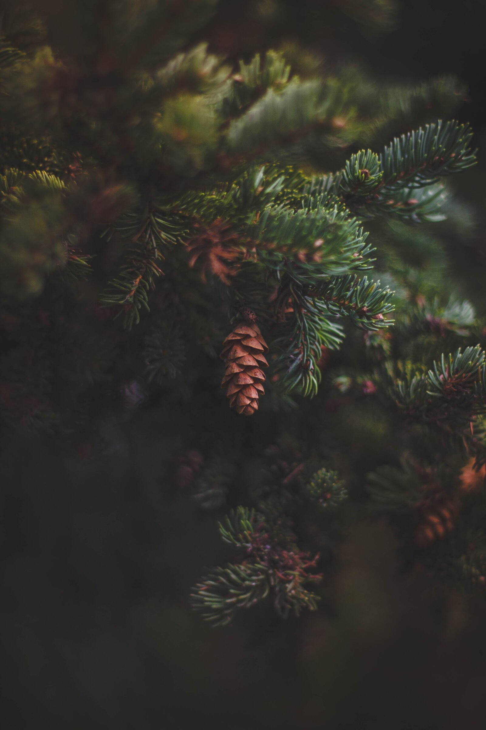 Canon EF 50mm F1.8 II sample photo. Blur, branches, close, up photography