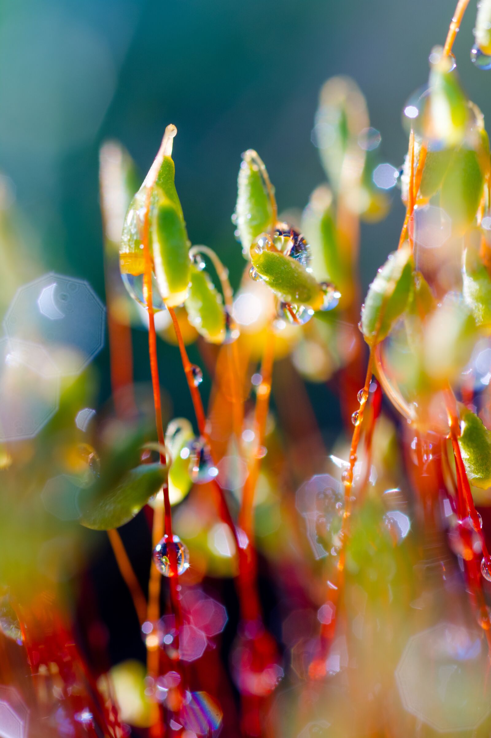 Pentax KP + Sigma sample photo. Moss, nature, garden photography