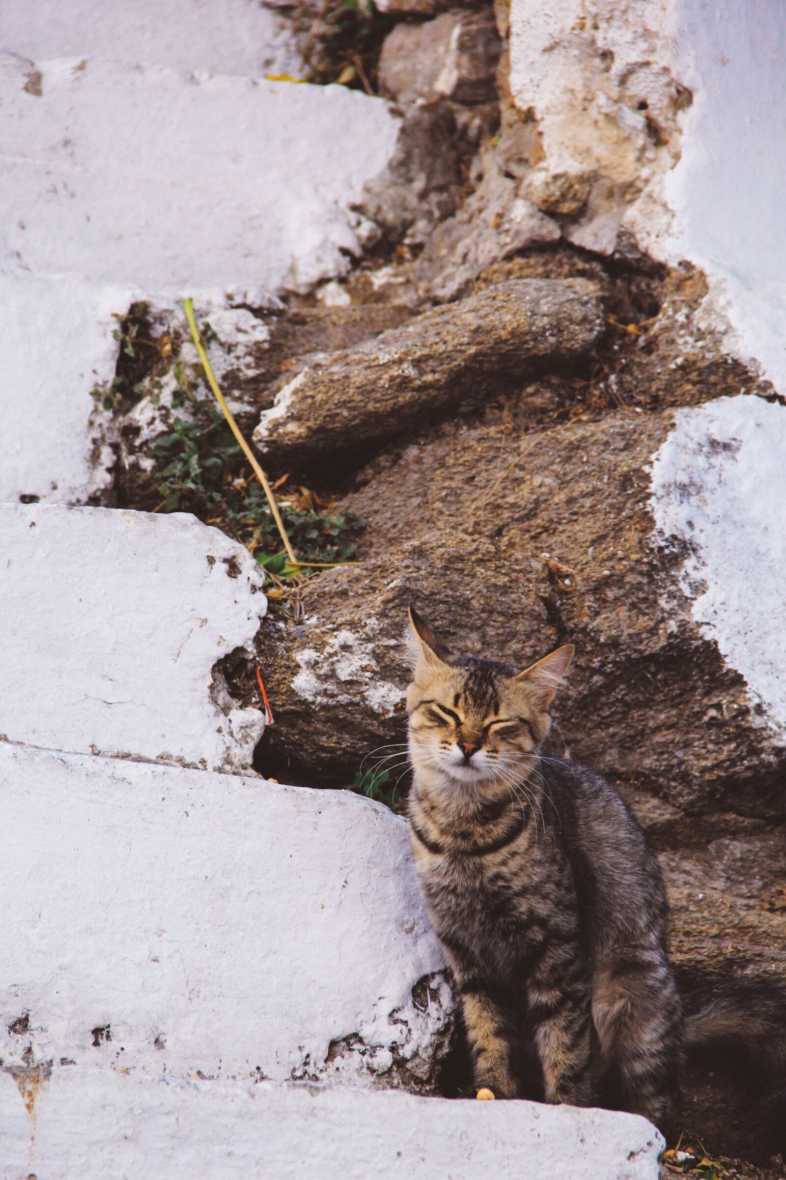 Canon EOS 60D sample photo. Small to medium-sized cats photography