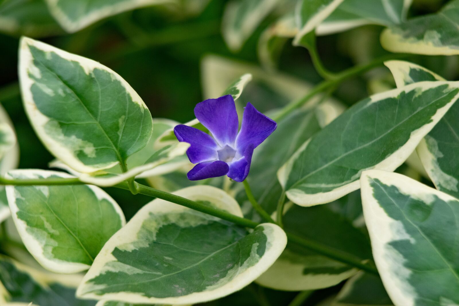 Nikon D3300 sample photo. Flower, rock garden, nature photography