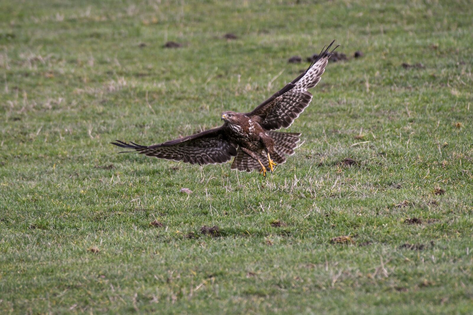 Nikon D500 sample photo. Common buzzard, bird of photography