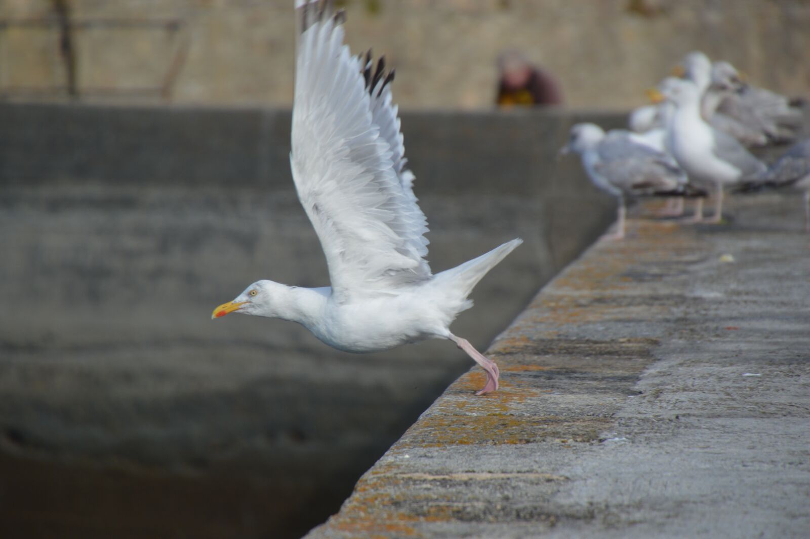 Nikon D3200 sample photo. Sea, seagull, brittany photography