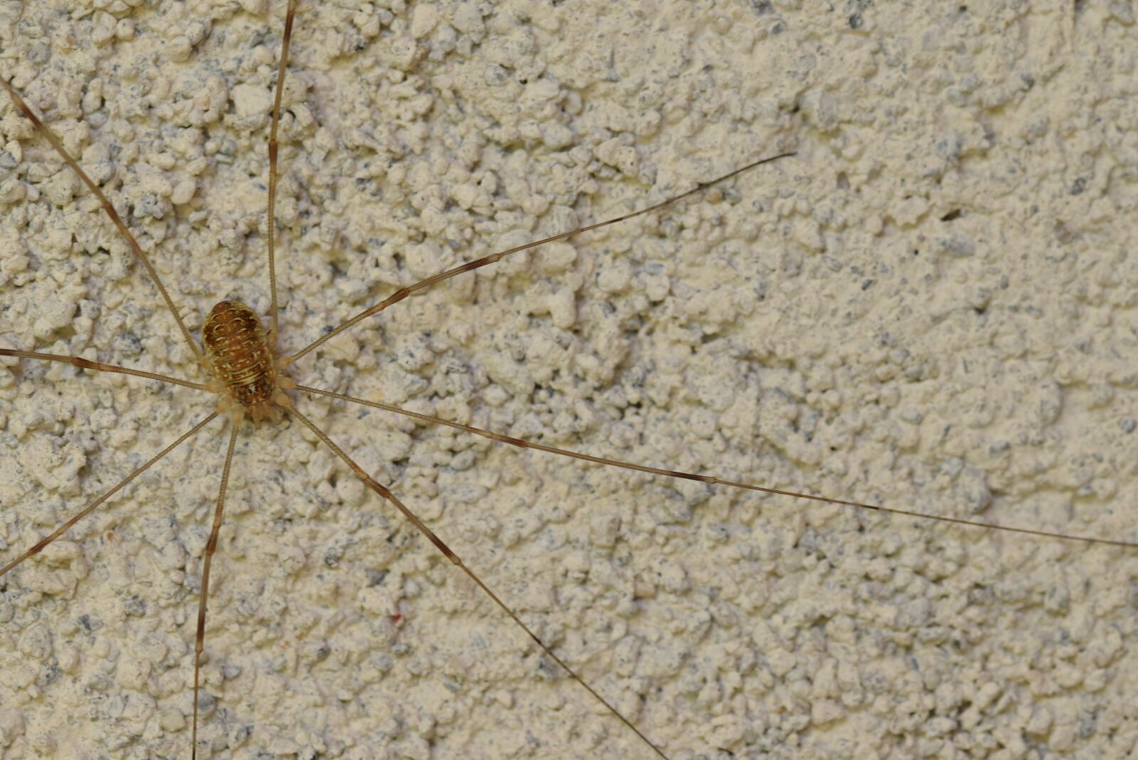 Nikon D5300 sample photo. Spider, animal, nature photography