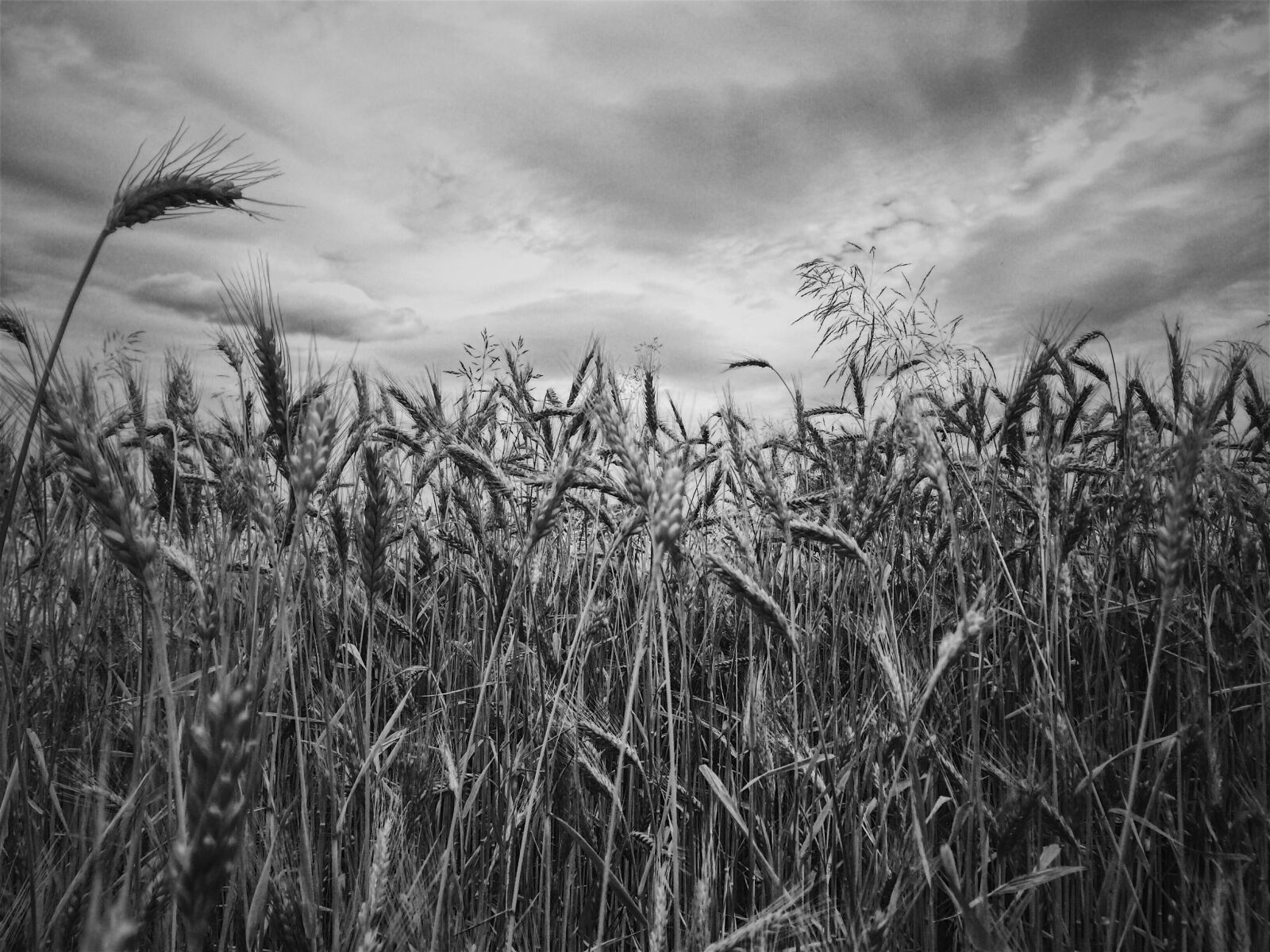iPhone 5s back camera 4.15mm f/2.2 sample photo. Black and white, nature photography