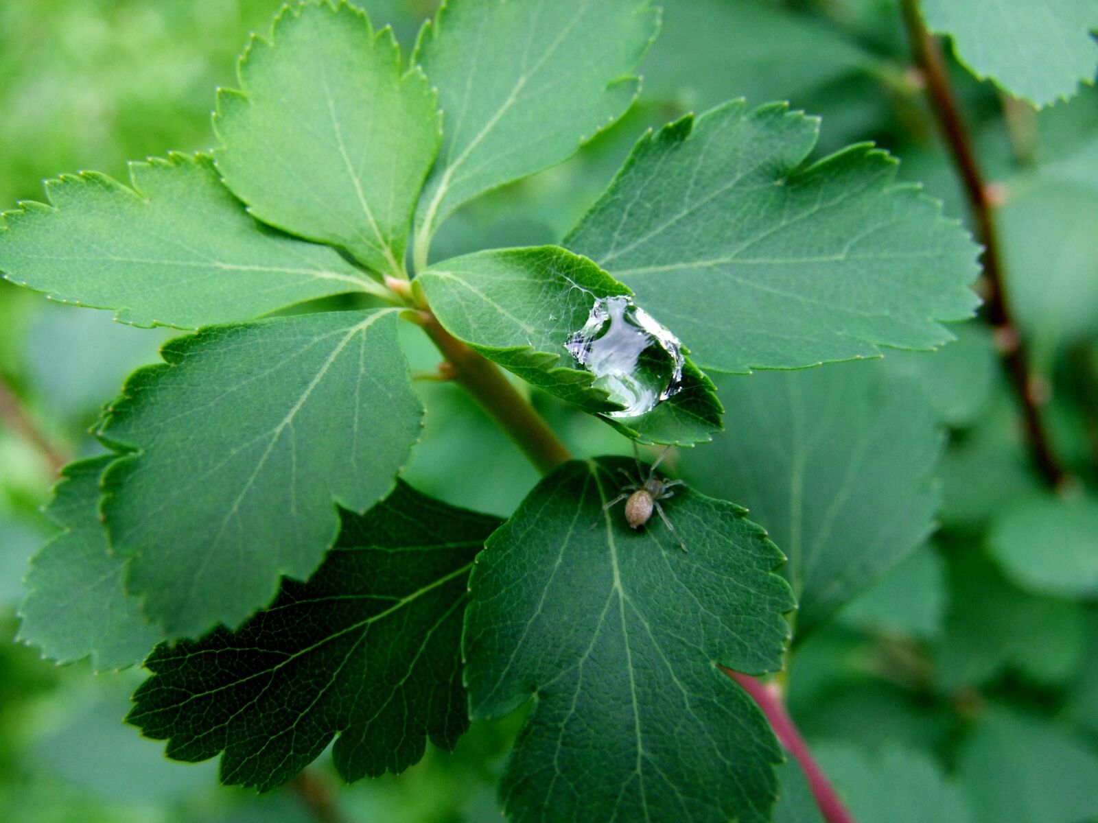 Fujifilm FinePix S100fs sample photo. Water-drop, sheet, green photography