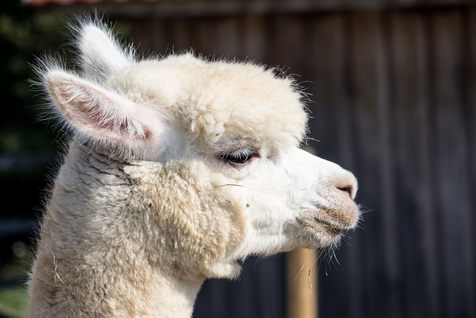 Canon EF-S 55-250mm F4-5.6 IS STM sample photo. Alpaca, animal, mammal photography