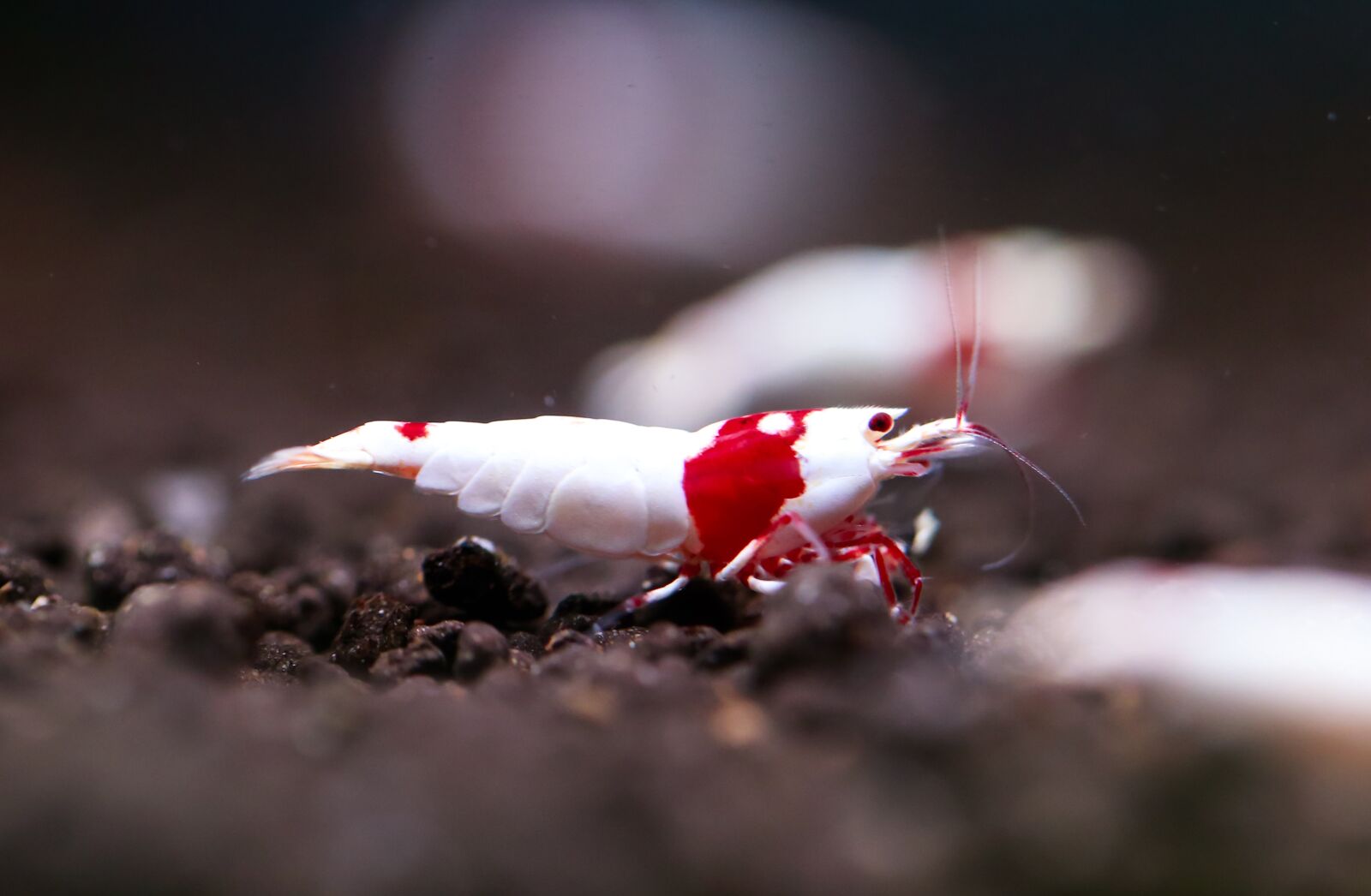 Canon EF 100mm F2.8L Macro IS USM sample photo. Red, ornamental shrimp, crs photography