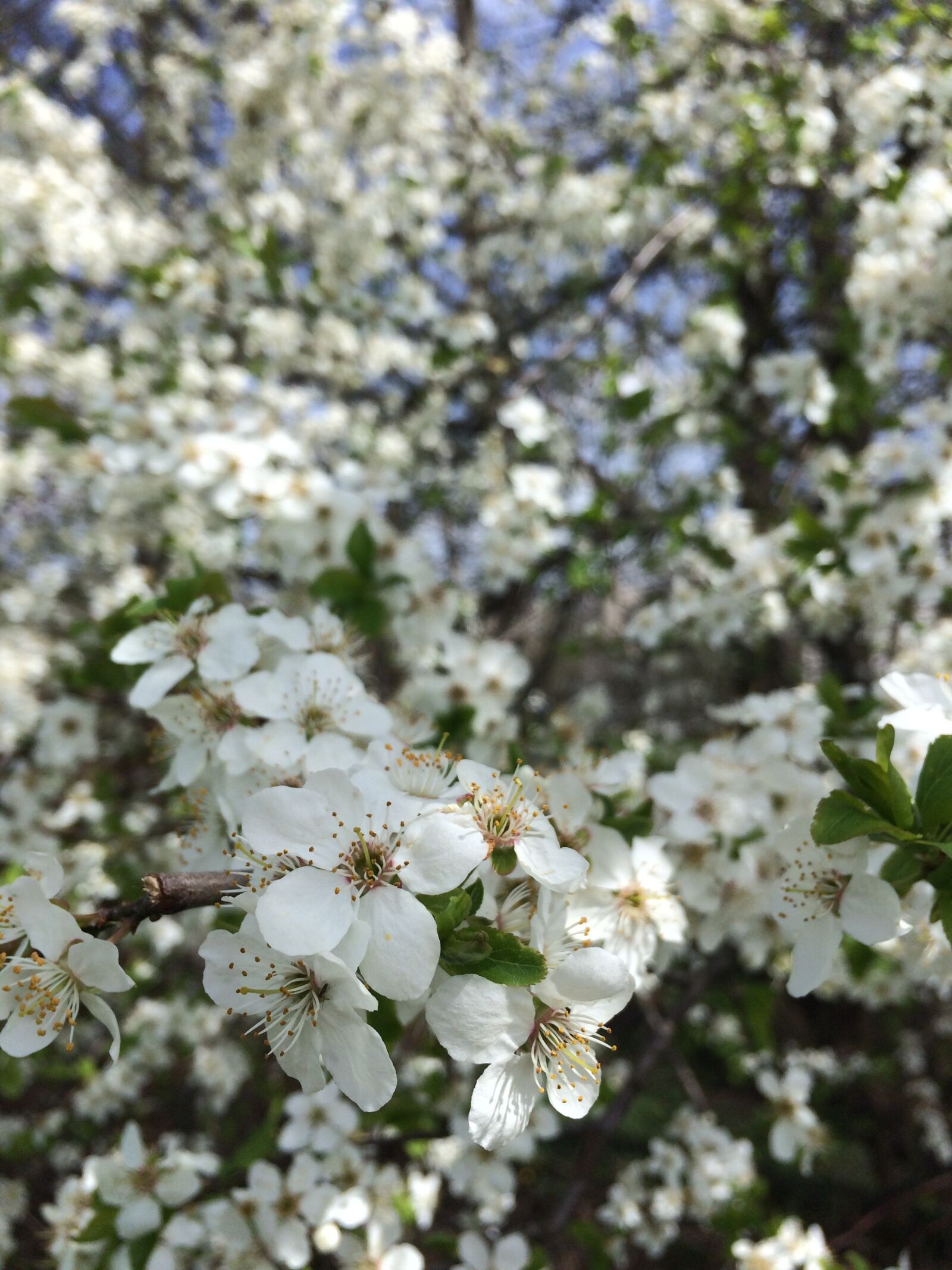 iPhone 5s back camera 4.15mm f/2.2 sample photo. Blossom, spring, cherry-blossom photography
