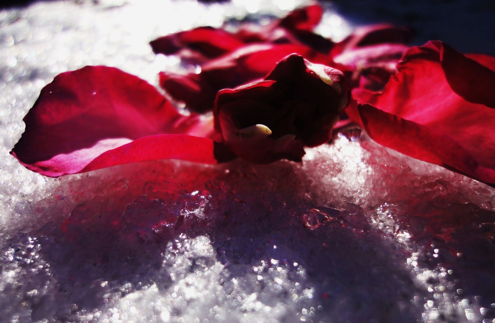 Sony Cyber-shot DSC-WX1 sample photo. Petals, rose, snow, sun photography