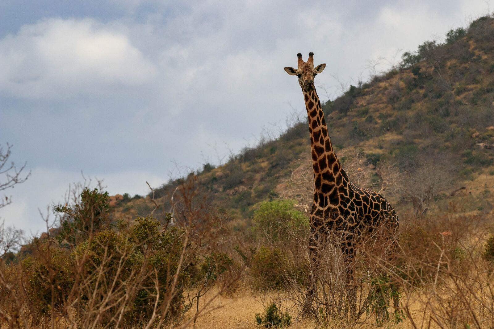 Canon EOS 80D sample photo. Giraffe, africa, kenya photography