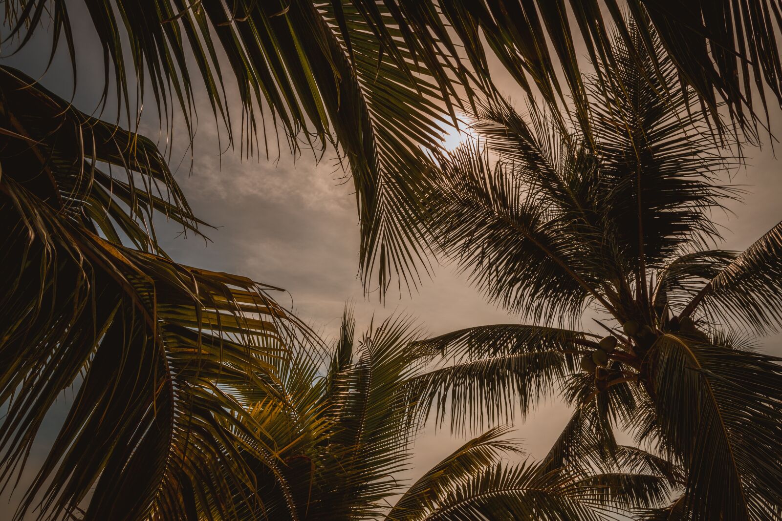 Canon EOS 6D Mark II sample photo. Palm trees, view, green photography