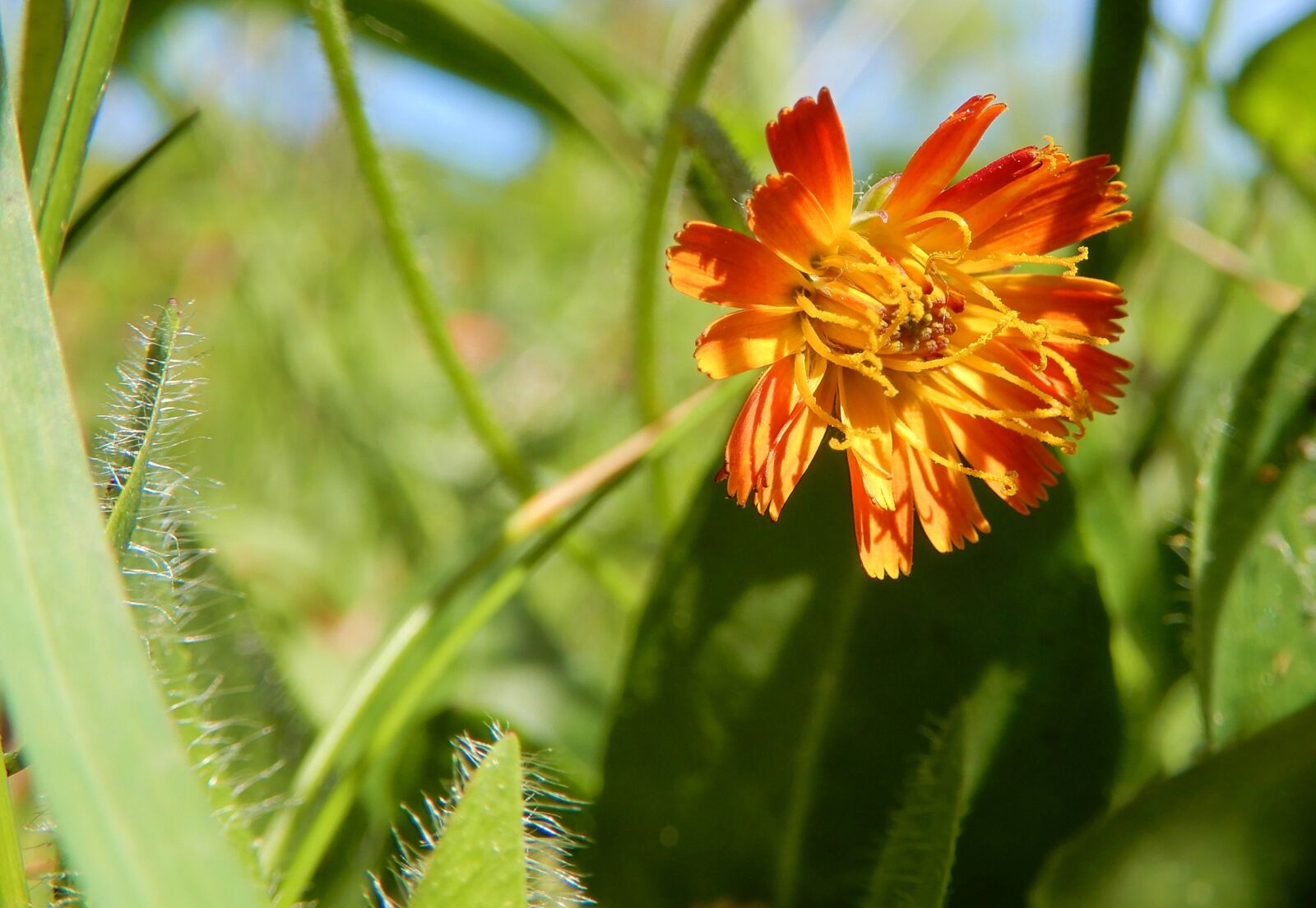 Nikon Coolpix A900 sample photo. Nature, spring, flower photography