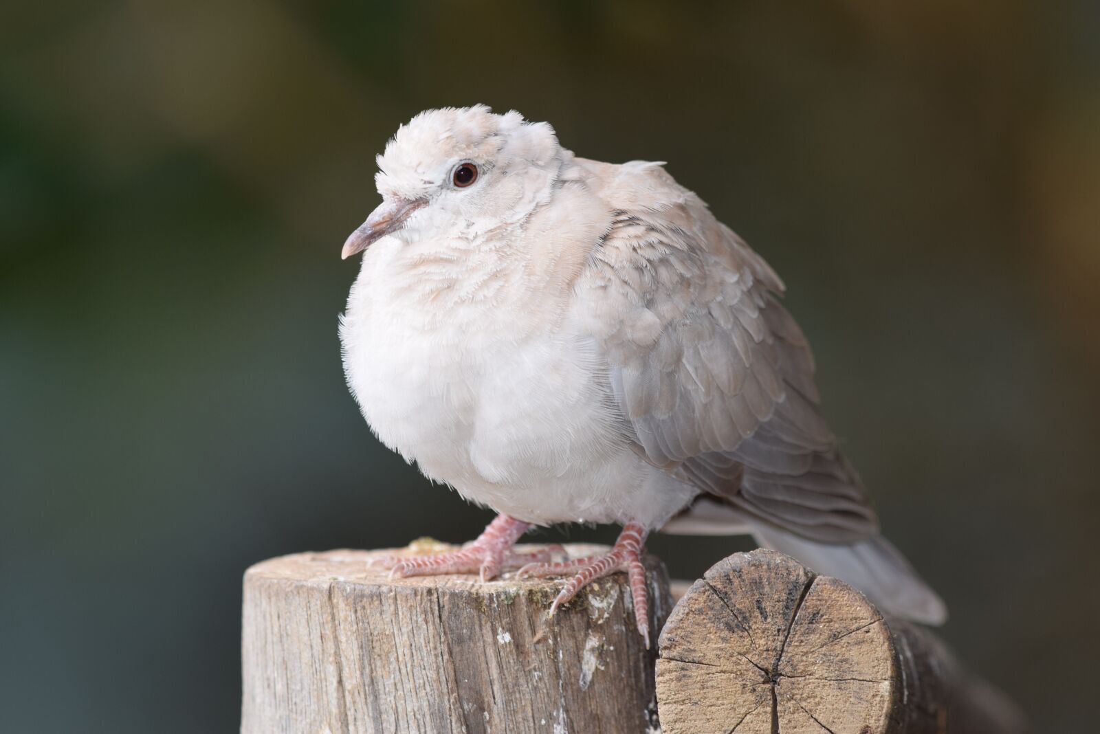Nikon D5300 sample photo. Dove, bird, nature photography