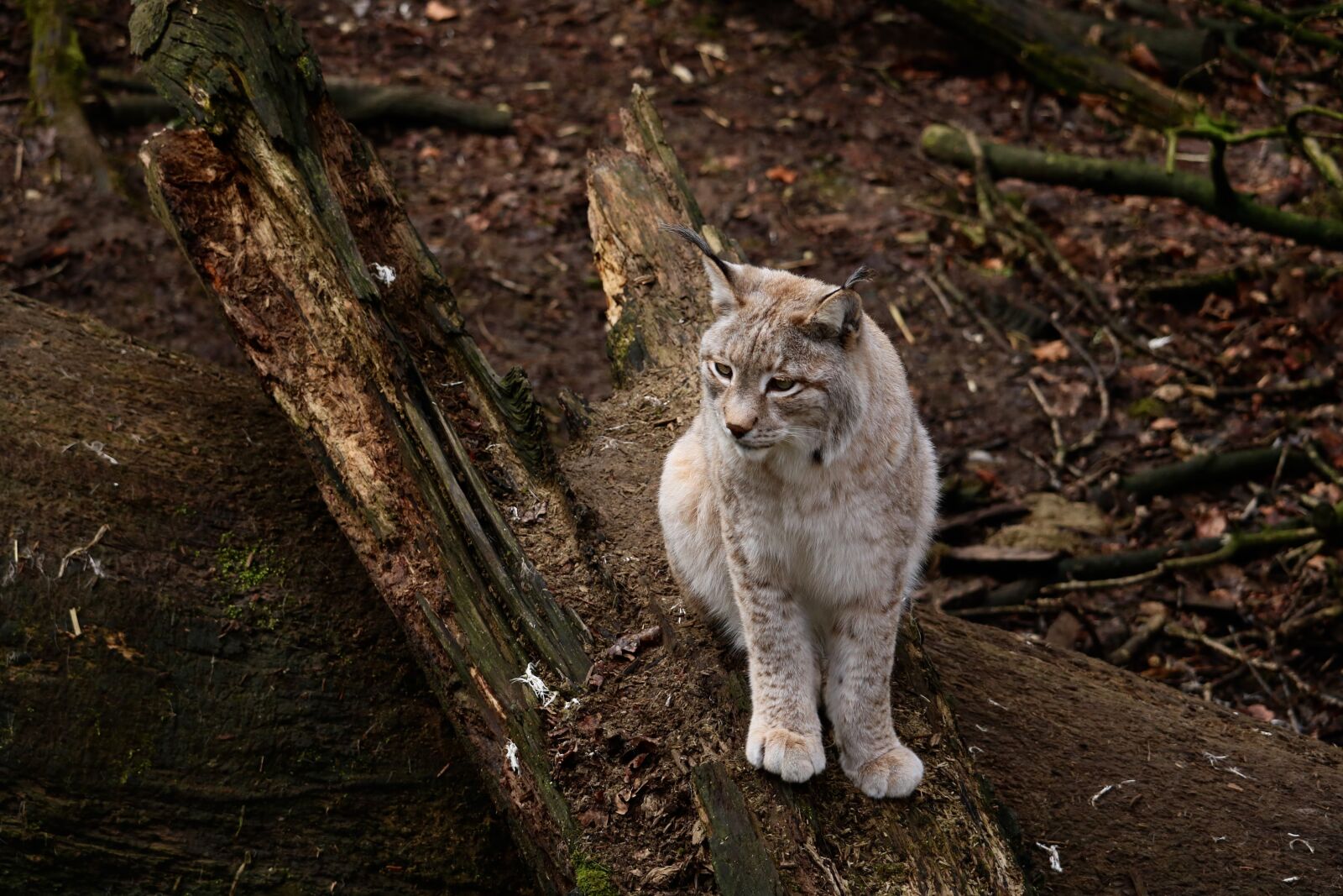 Canon EOS 750D (EOS Rebel T6i / EOS Kiss X8i) sample photo. Nature, animal world, mammal photography