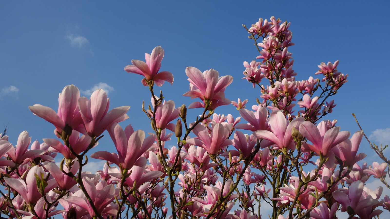 Sony Cyber-shot DSC-RX100 sample photo. Magnolia, blossom, spring photography
