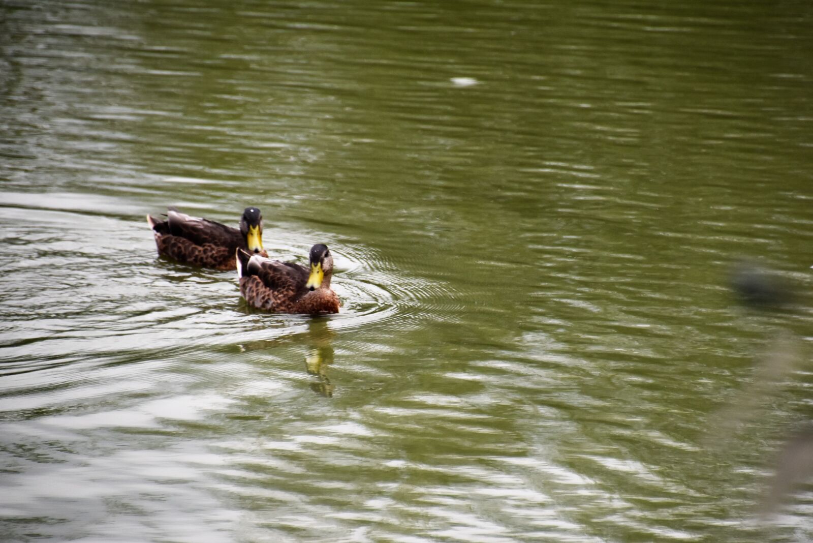 Nikon D5600 sample photo. Duck, lake, wild ducks photography