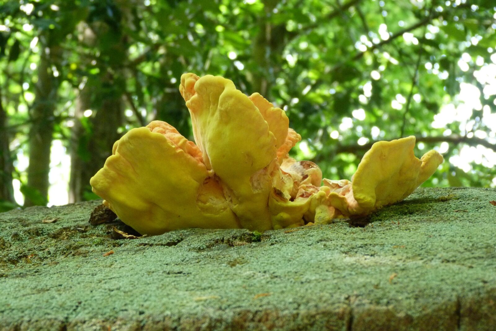 Panasonic Lumix DMC-FZ40 (Lumix DMC-FZ45) sample photo. Fungii, yellow, deadwood photography