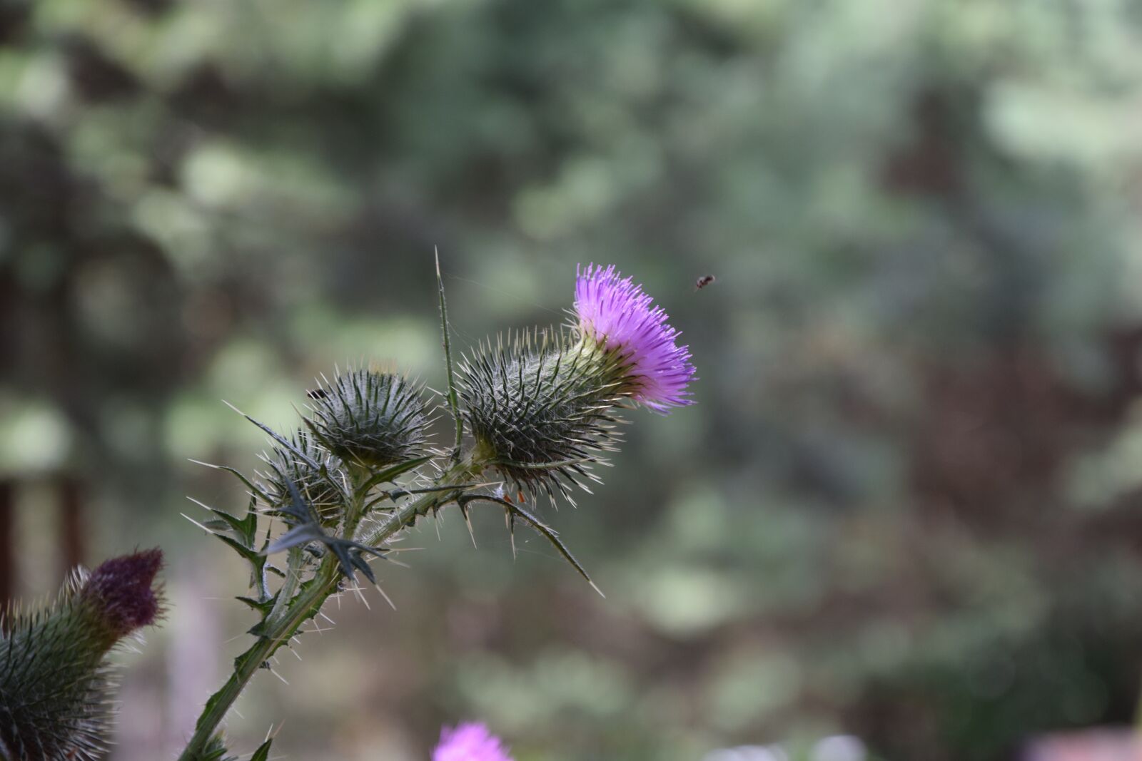 Nikon D5300 sample photo. Thistle, flower, plant photography