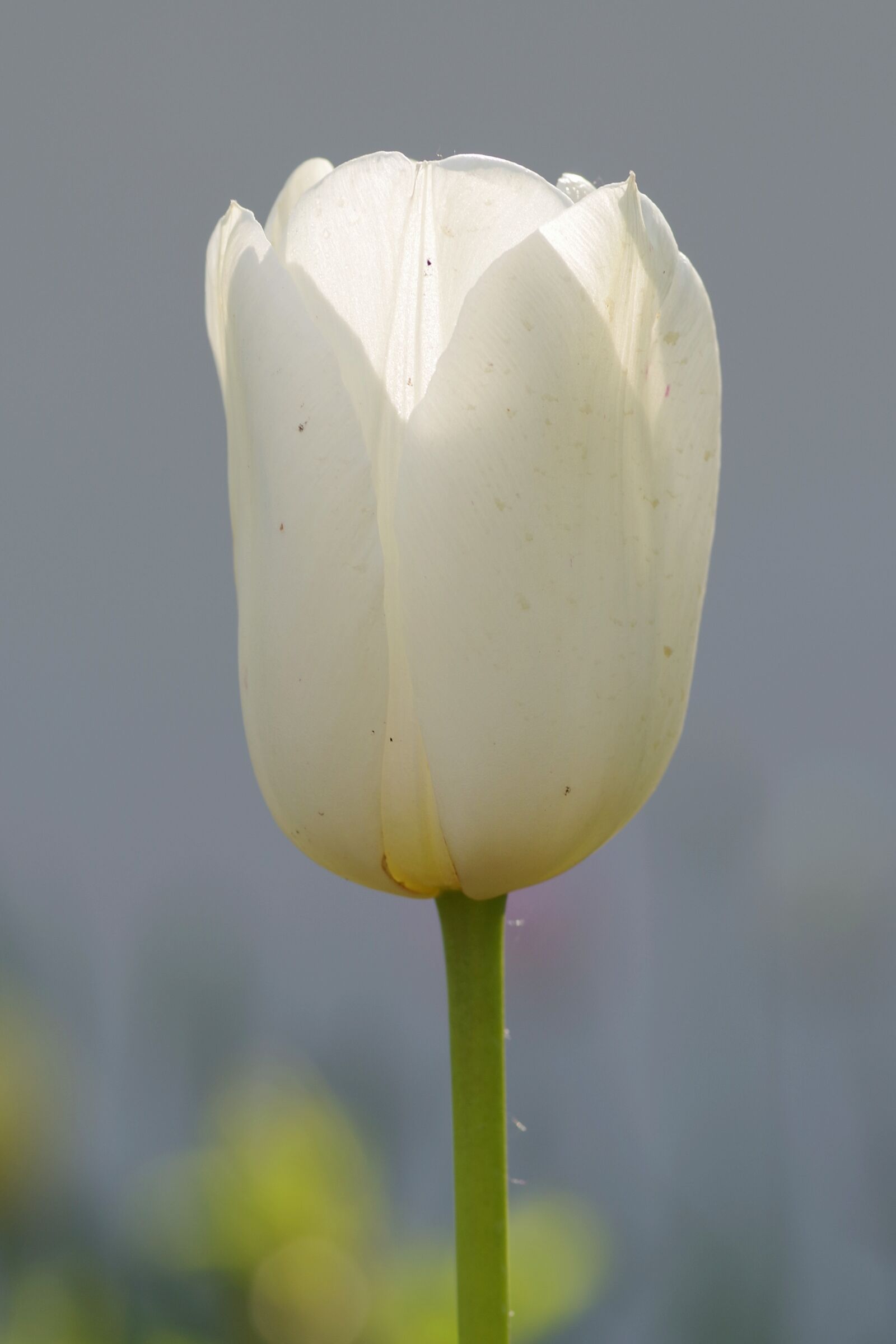 Pentax K-S2 sample photo. Tulip, white, flower photography