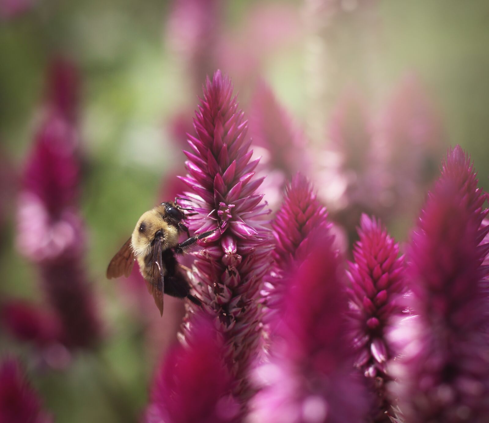 Canon EOS 700D (EOS Rebel T5i / EOS Kiss X7i) sample photo. Bee, flowers, blossom photography
