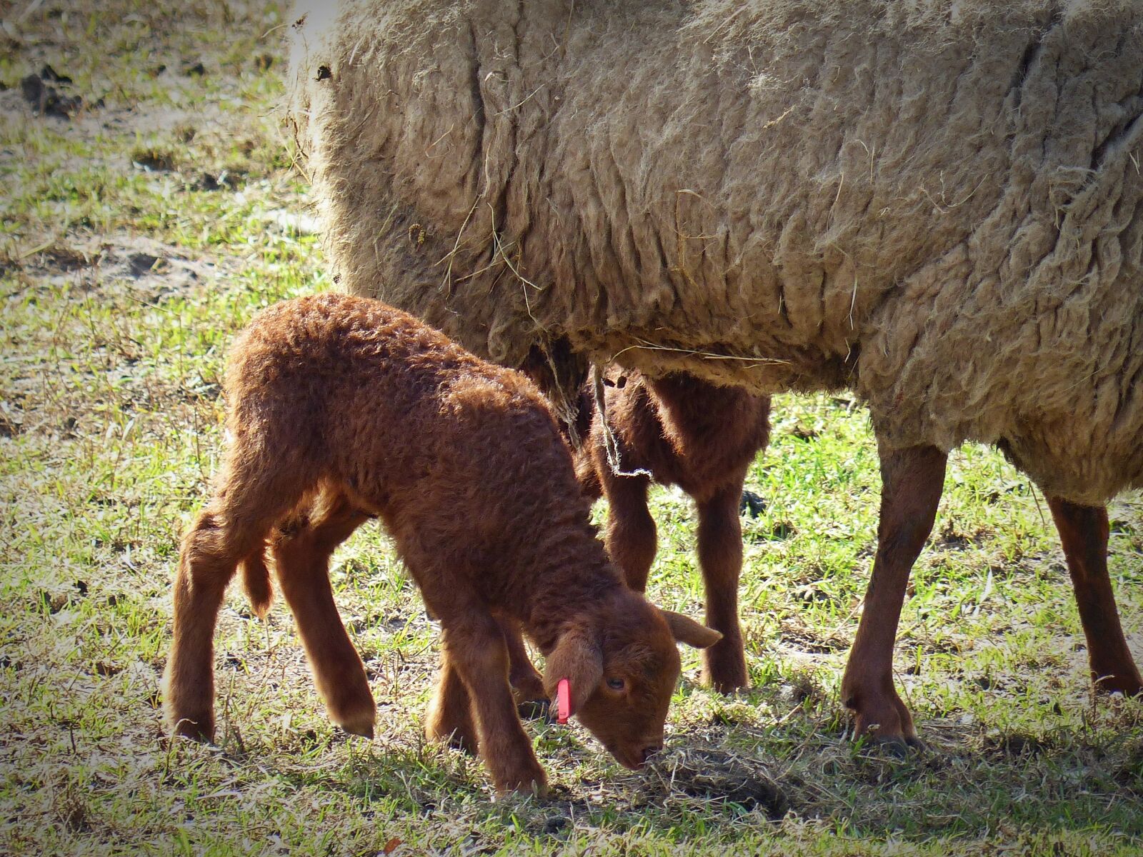 Panasonic Lumix DMC-FZ200 sample photo. Lamb, sheep, passover photography