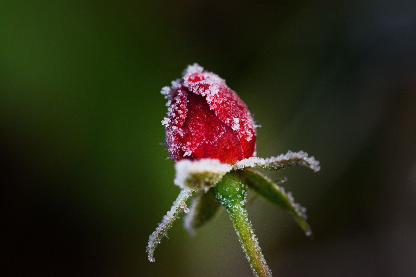 Nikon D5500 sample photo. Rose, flower, red photography