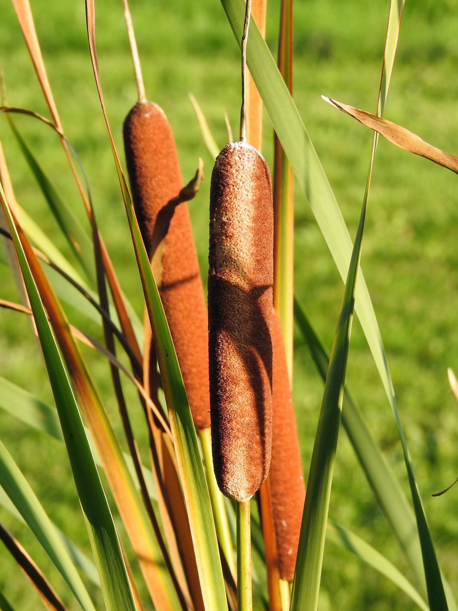 Nikon Coolpix P900 sample photo. Reed, field, france photography