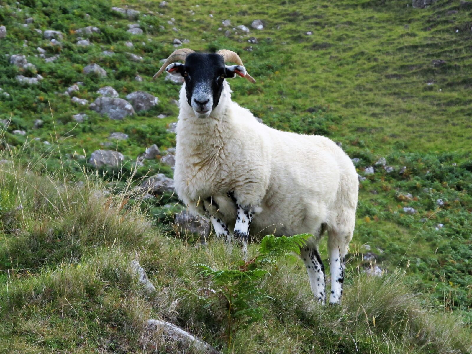 Canon PowerShot SX130 IS sample photo. Sheep, high-country sheep, goat photography