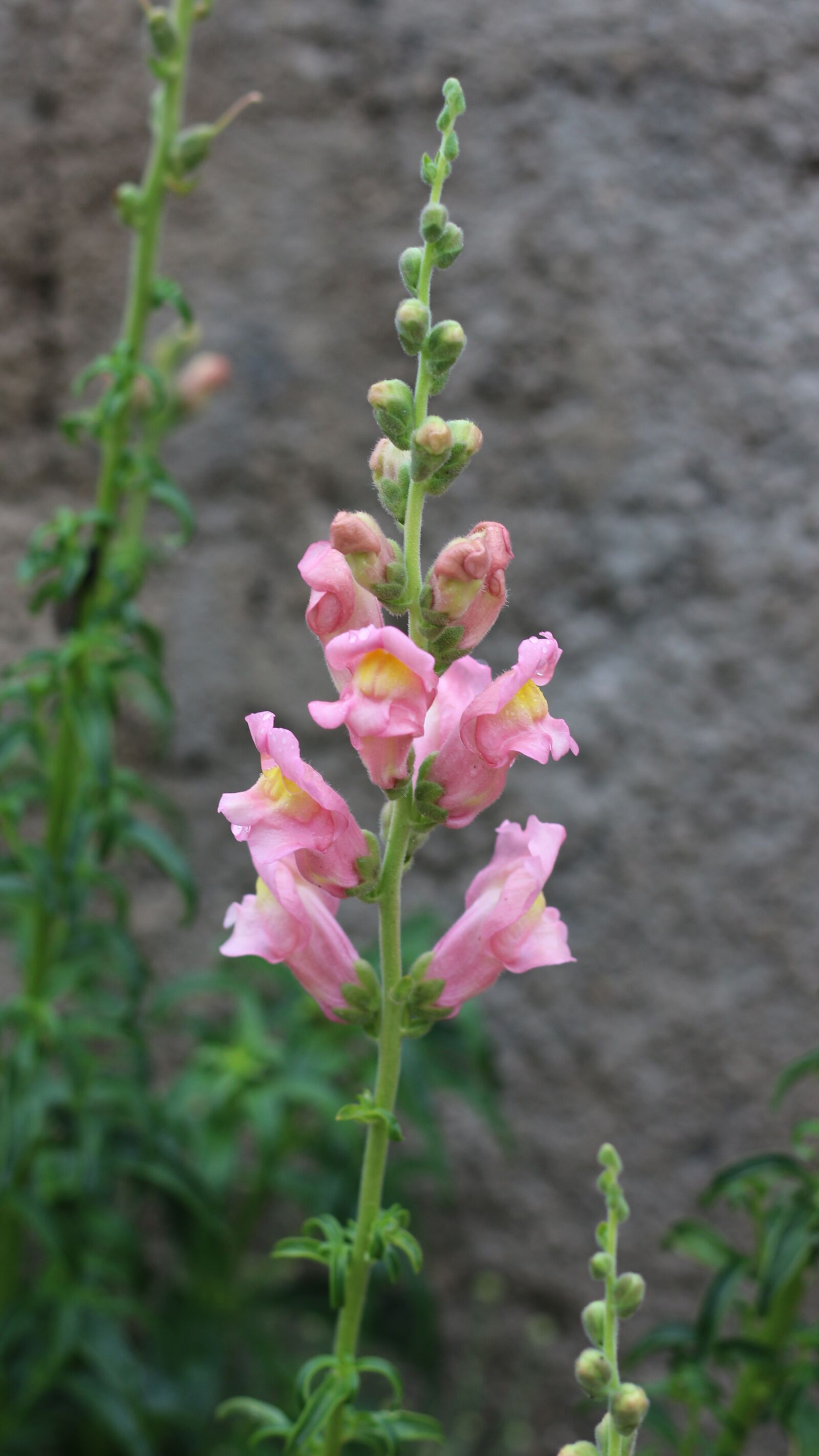 Canon EOS 700D (EOS Rebel T5i / EOS Kiss X7i) sample photo. Snapdragon, flowers, pink flowers photography
