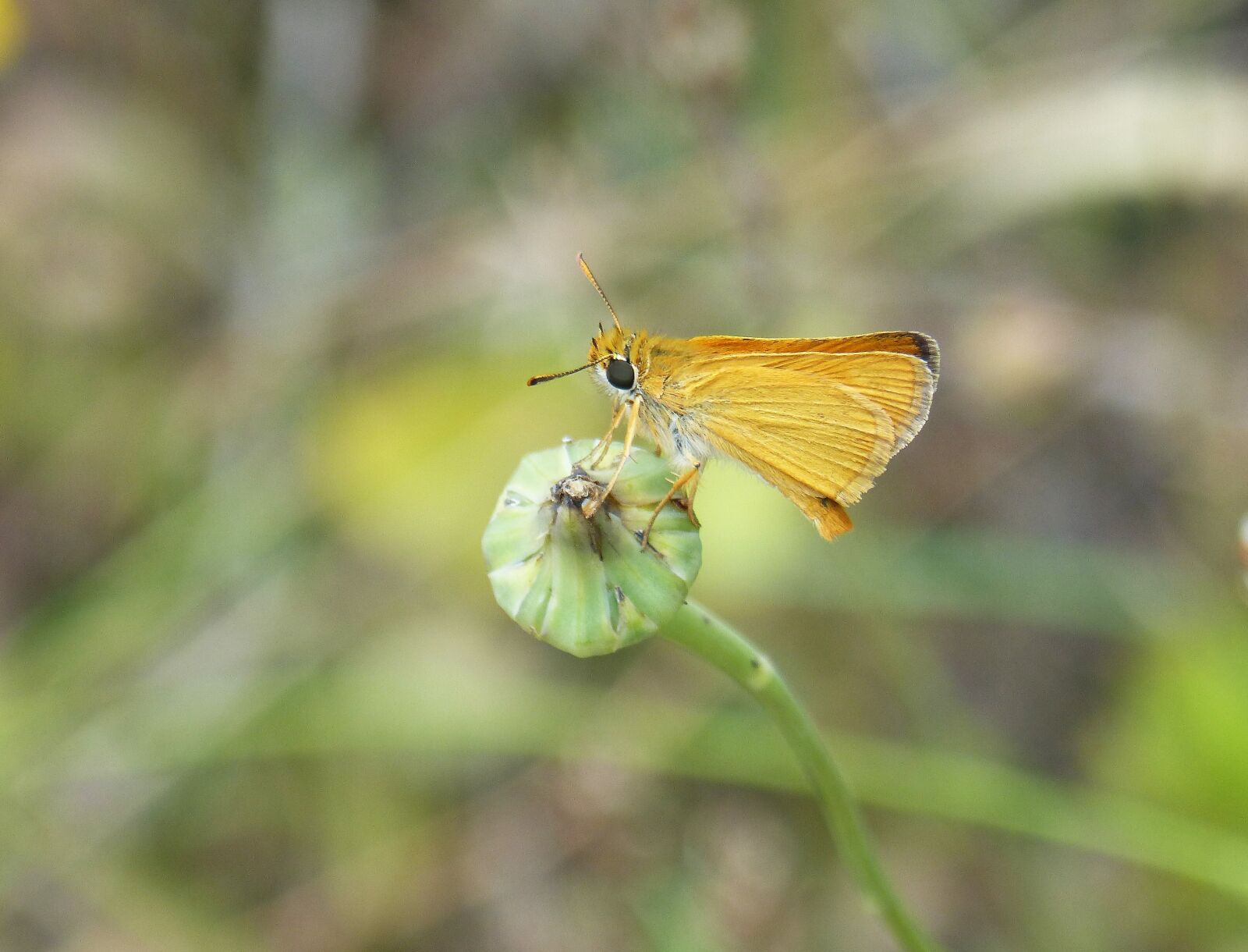 Panasonic DMC-FZ62 sample photo. Orange moth, butterfly, episyrphus photography