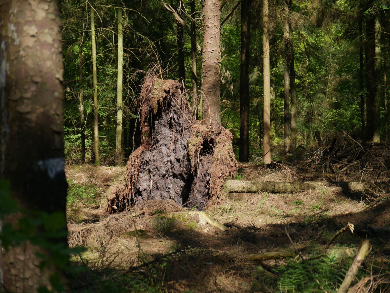 Panasonic DMC-G70 sample photo. Tree, wood, nature photography