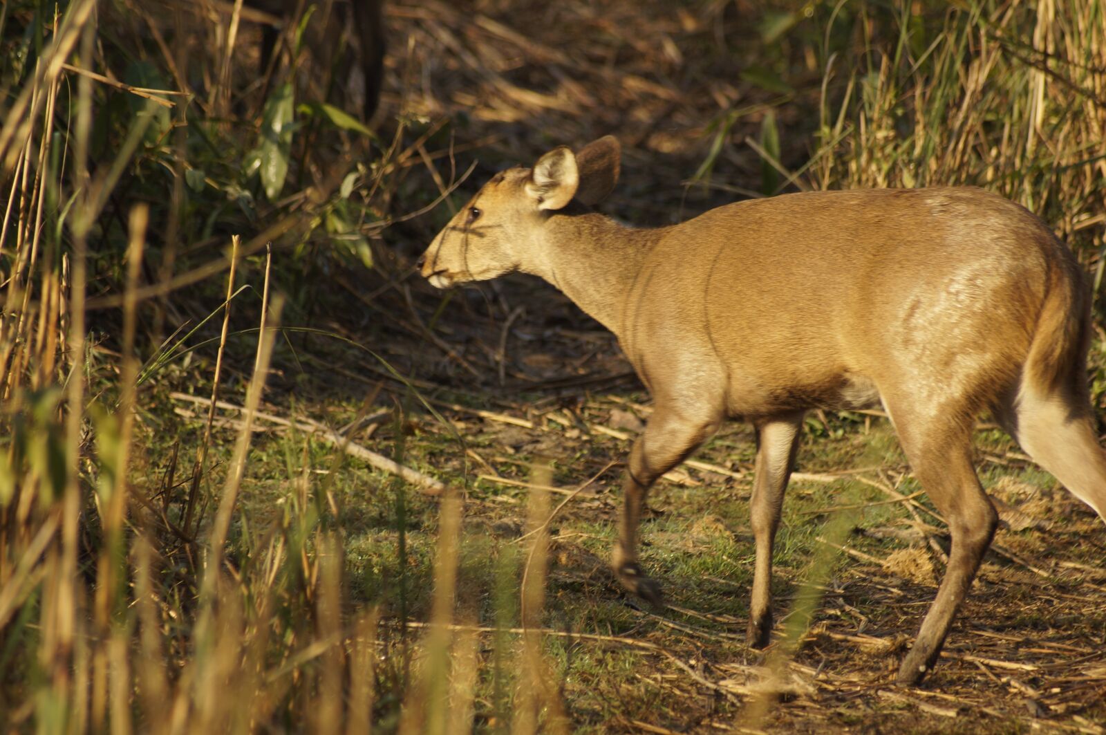 Sony SLT-A57 sample photo. Wildlife, reindeer, wild photography