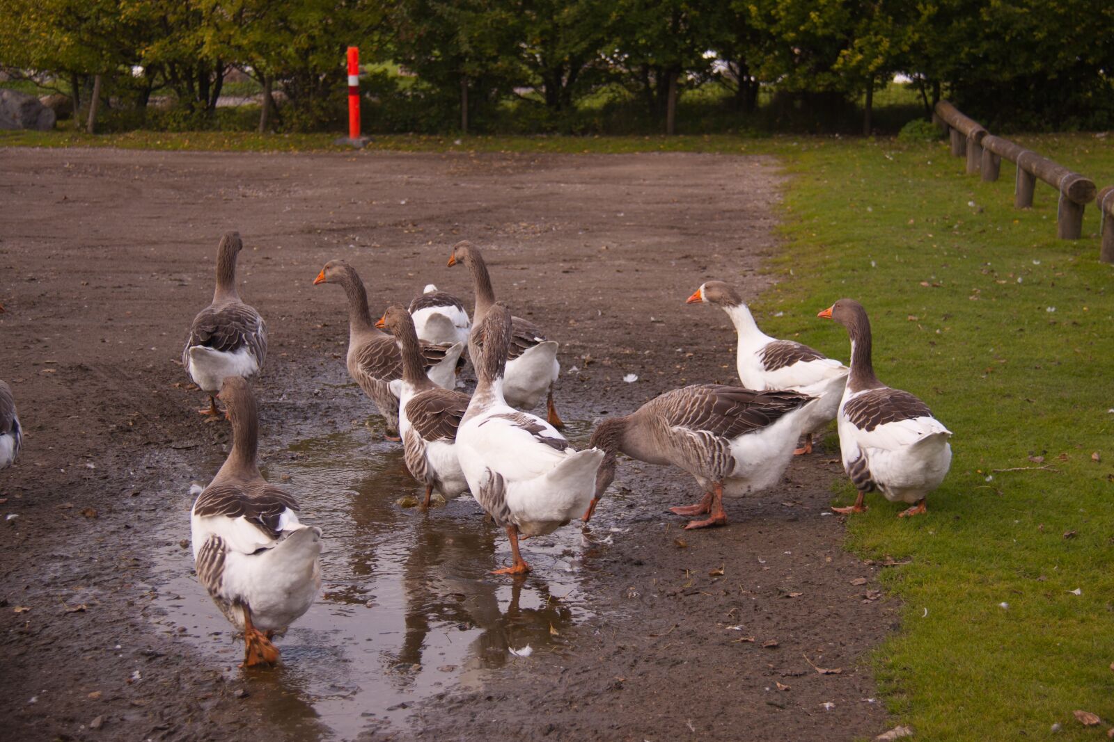 Canon EOS 50D sample photo. Geese, pond, farm photography