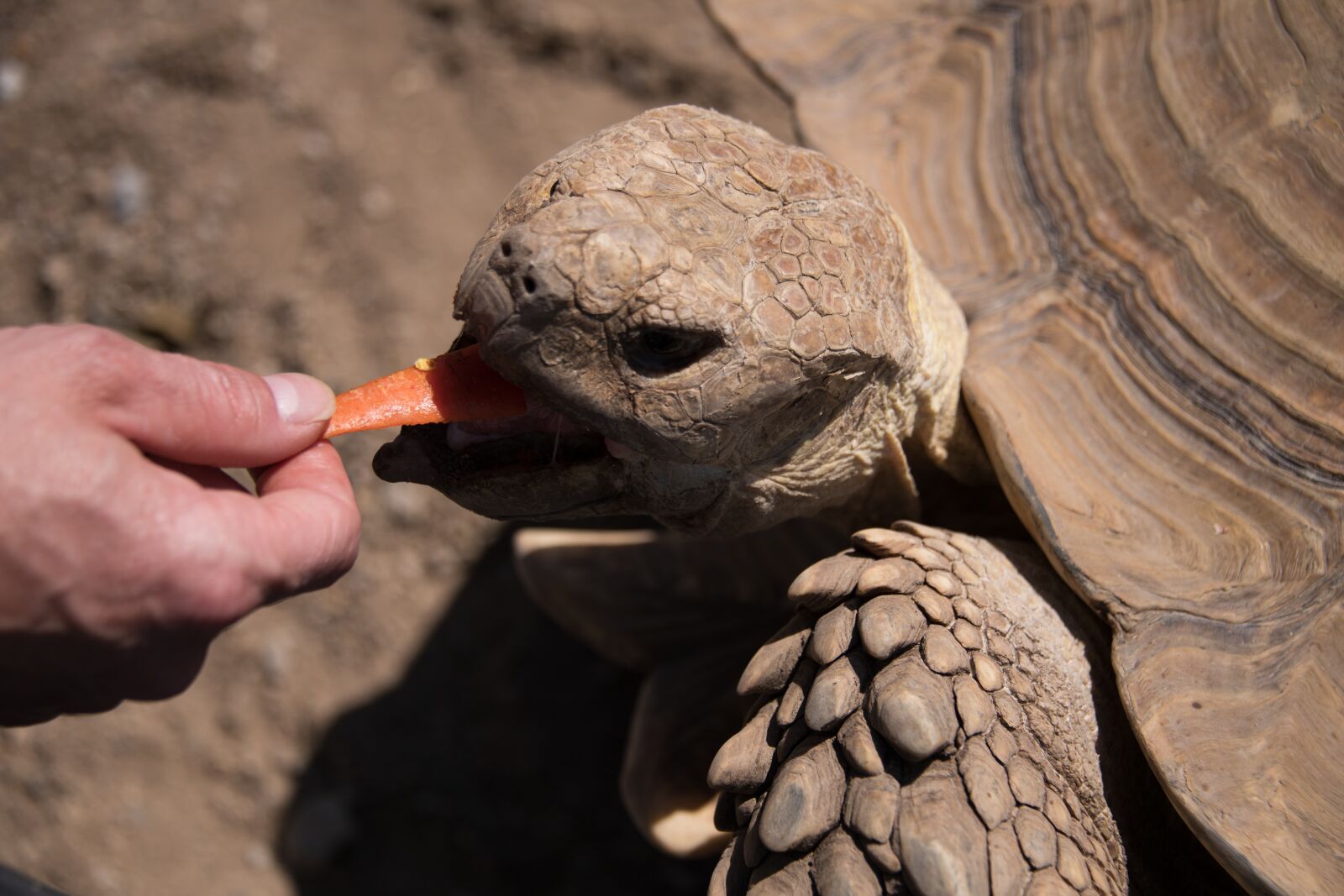Nikon D850 sample photo. Tortoise, turtle, zoo photography