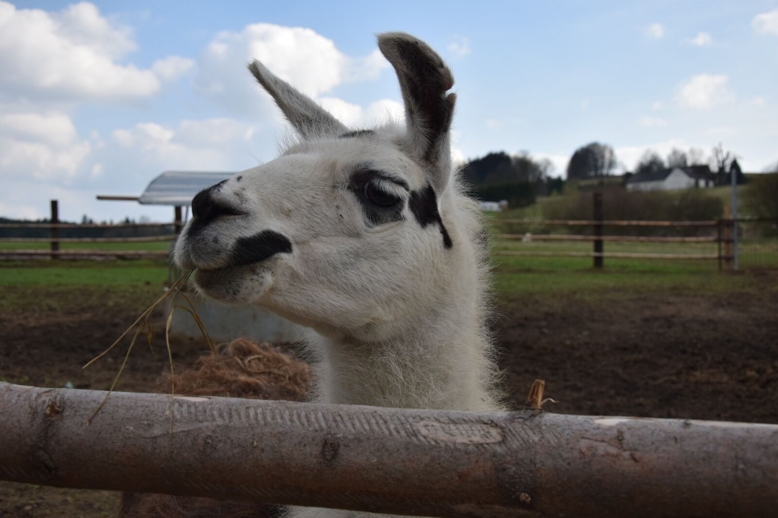 Nikon D3300 sample photo. Lama, animal, nature photography