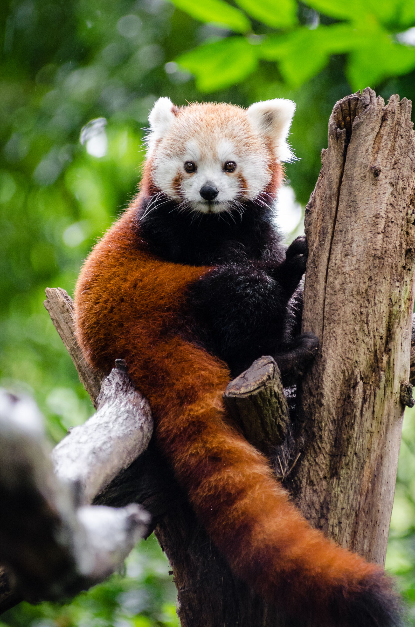AF Zoom-Nikkor 80-200mm f/2.8 ED sample photo