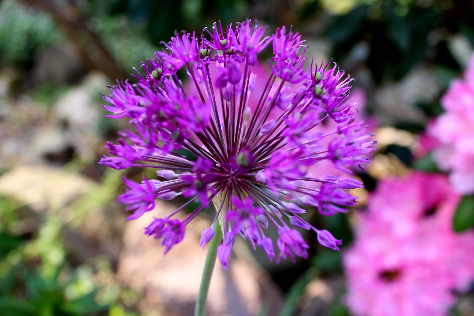 Canon EOS 600D (Rebel EOS T3i / EOS Kiss X5) sample photo. Garden, flower, summer photography