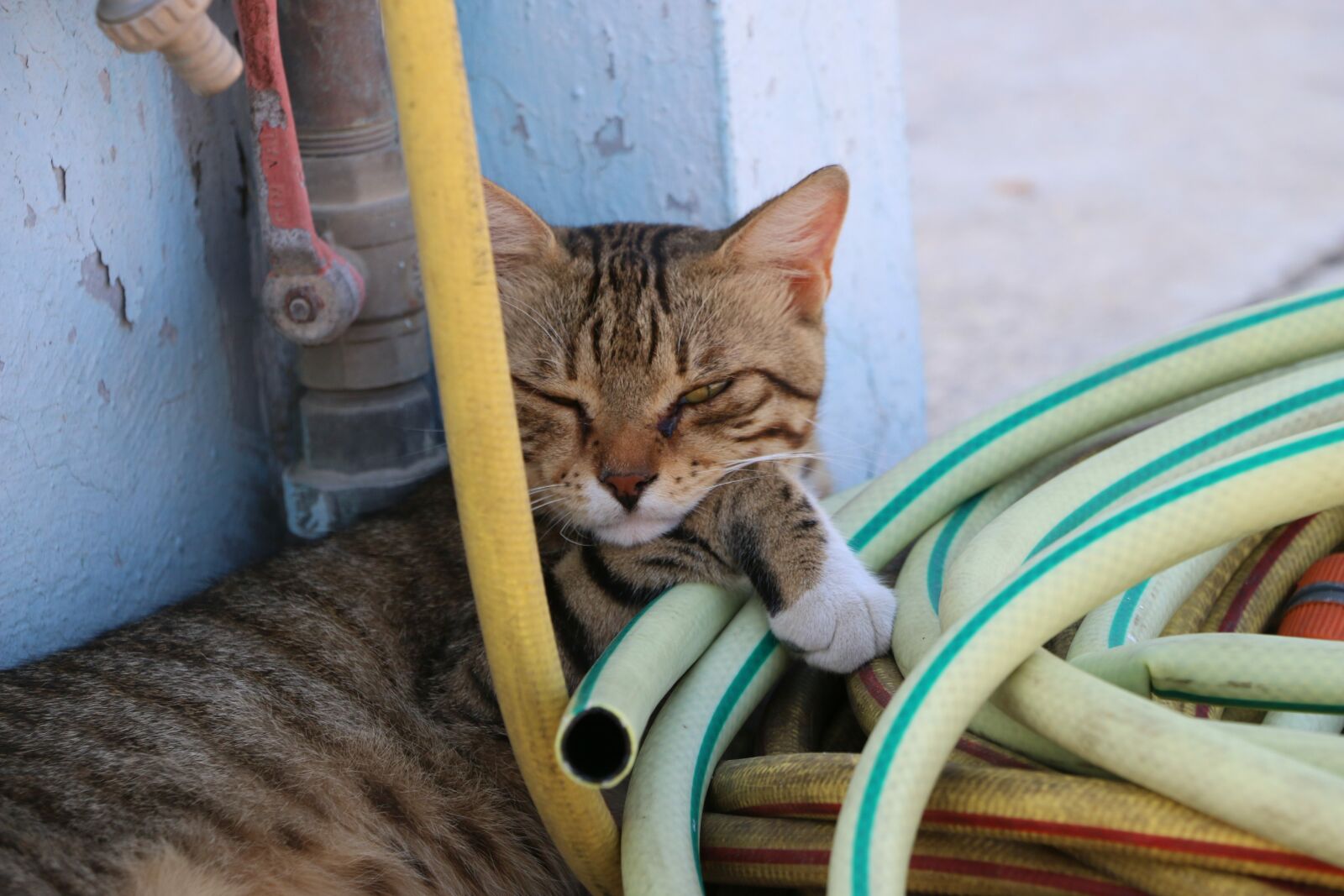 Canon EOS 70D sample photo. Pet, cat, dreamy photography