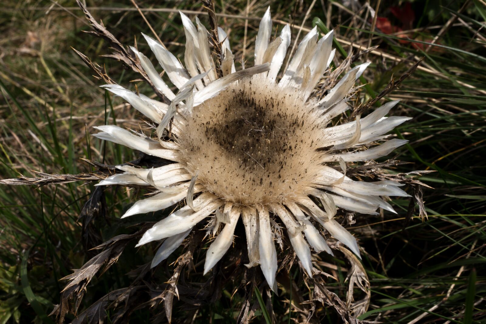 Canon EOS 700D (EOS Rebel T5i / EOS Kiss X7i) sample photo. Silver thistle, open, protected photography