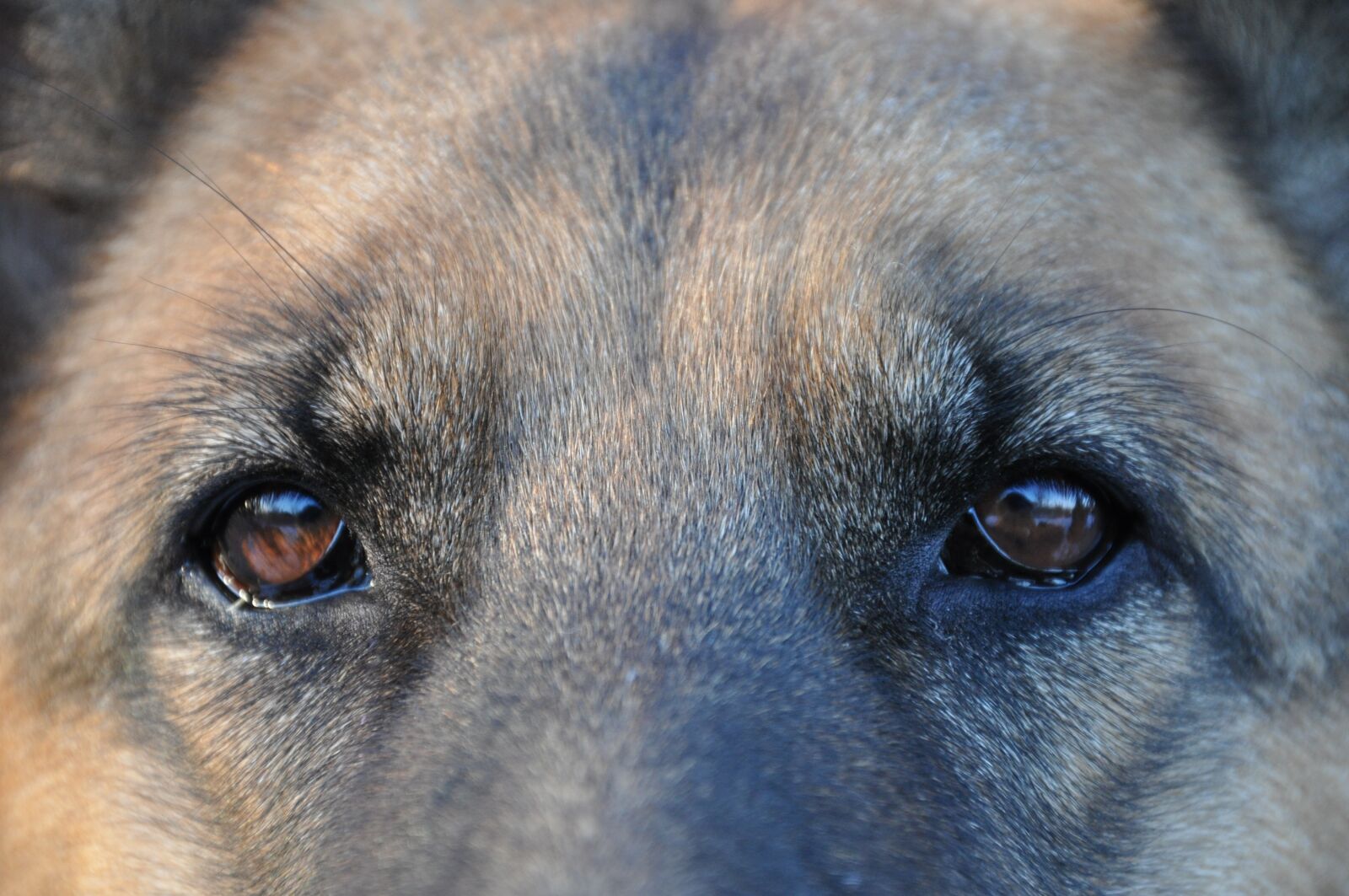 Nikon D90 sample photo. Dog, home, shepherd photography