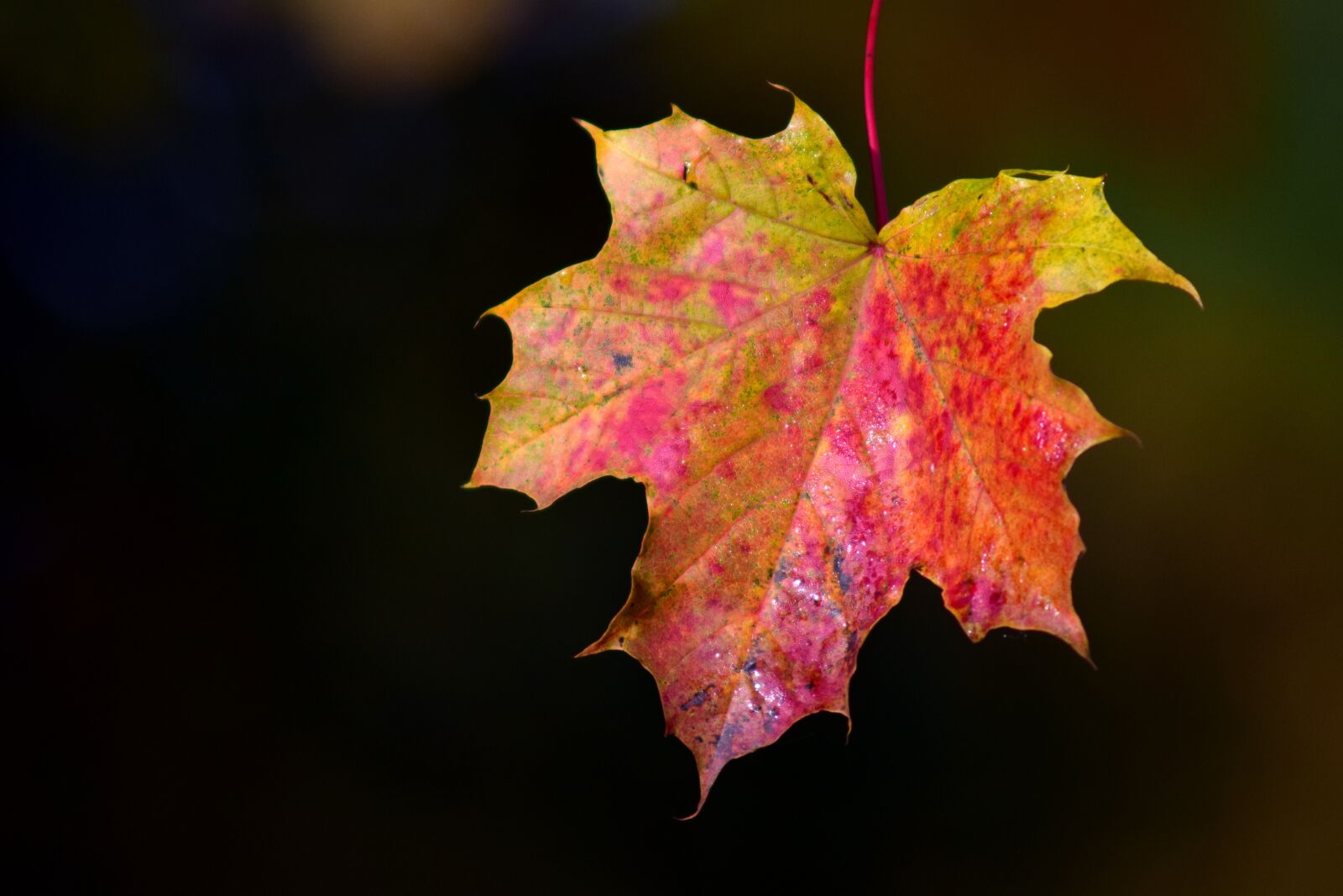 Nikon D3300 sample photo. Maple, leaves, autumn photography
