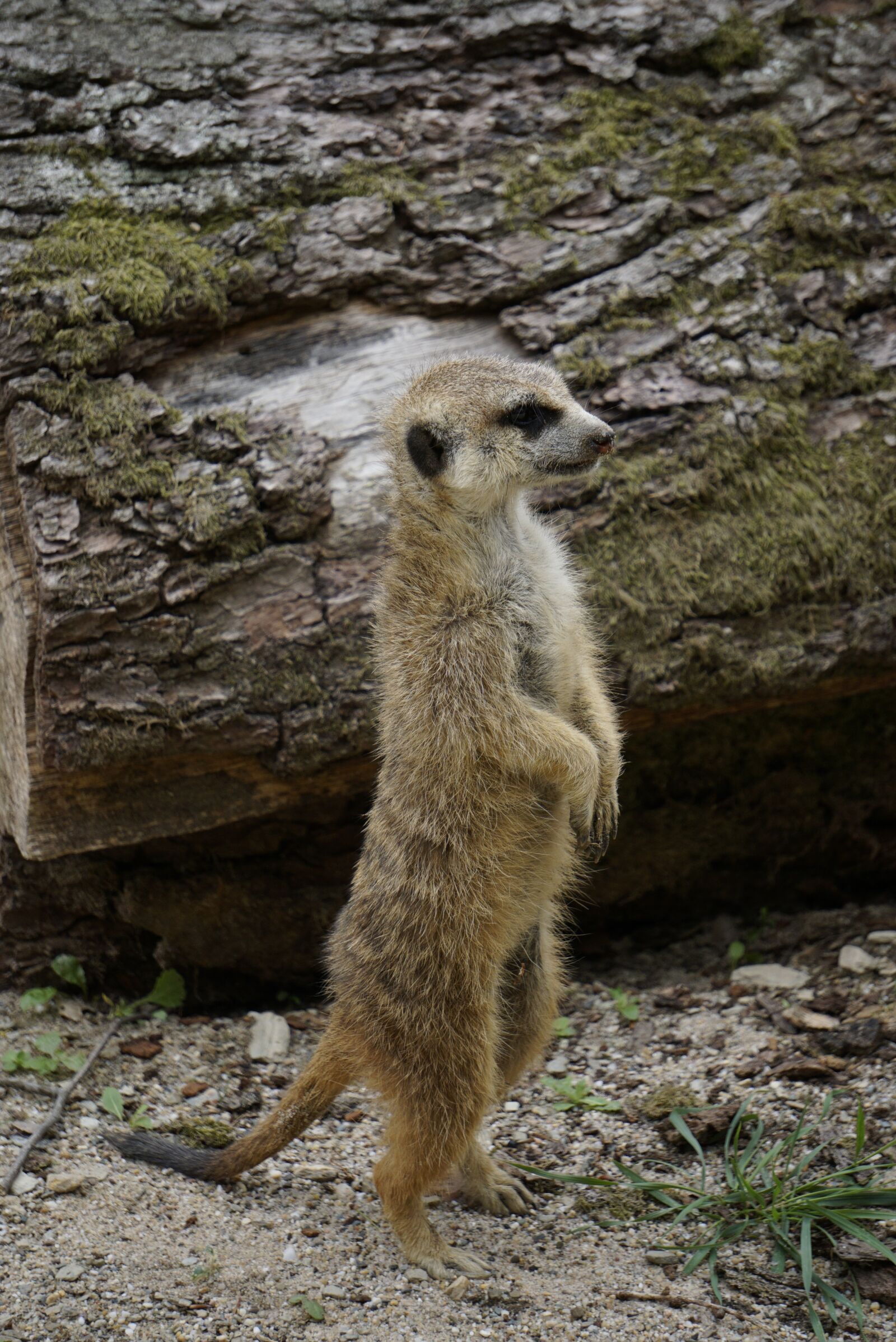 Sony a6000 + Sony E 55-210mm F4.5-6.3 OSS sample photo. Meerkat, close up, standing photography